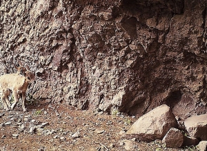 В Армении в настоящее время насчитывается около 1 500 особей безоаровых козлов