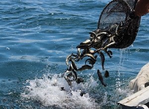 Сегодня в озеро Севан выпустят около 220 000 мальков