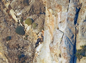 Заснята пара редких птиц