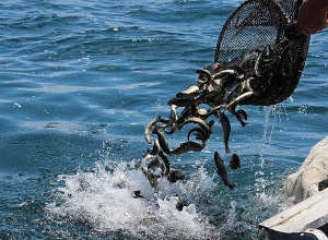 Попытались похитить значительную партию мальков, выпущенных в реки Карчахпюр и Масрик