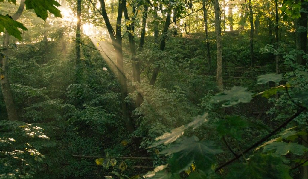 forest