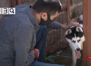 Животные – с паспортом