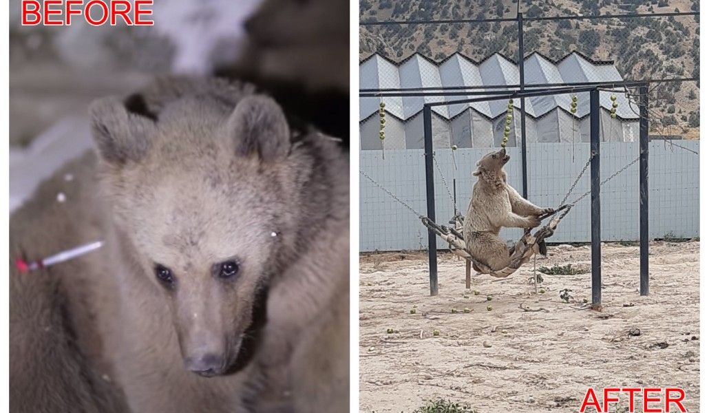 Rescued bears