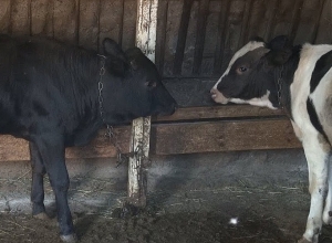 Խշխշուկը՝ անասունների անկման պատճառ