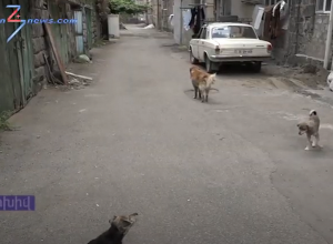 Թափառող շները կծում ու վնասում են մարդկանց, իսկ քաղաքապետարանը խնդրի դեմ պայքարելու տարբերակ չունի