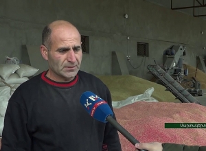 В Арцахе возобновился посев озимых