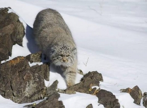 Один из редких хищников Армении, спустя 100 лет, вновь был замечен в республике