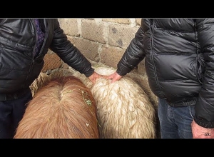 Украли овец на сумму 1 миллион 500 тысяч драмов и поймались: Полиция Армавира