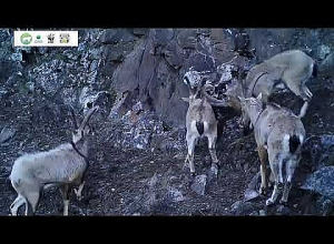 Поединок Безоаровых козлов