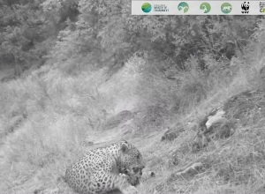 Леопарды, заснятые в Армении в 2020 году