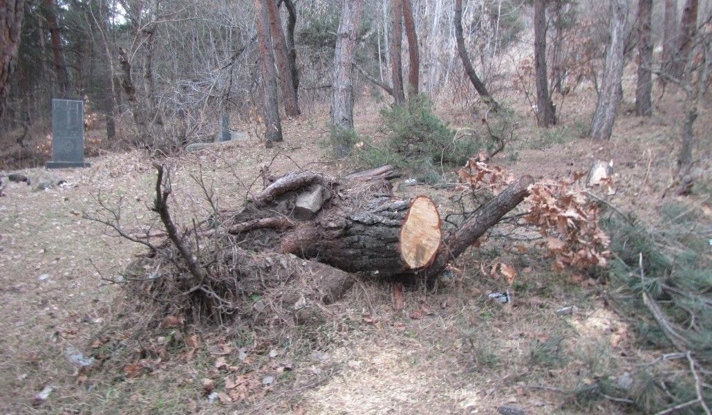 ծառահատում