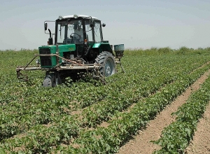 Համավարակի պատճառով զգալիորեն տուժել է գյուղատնտեսությունը