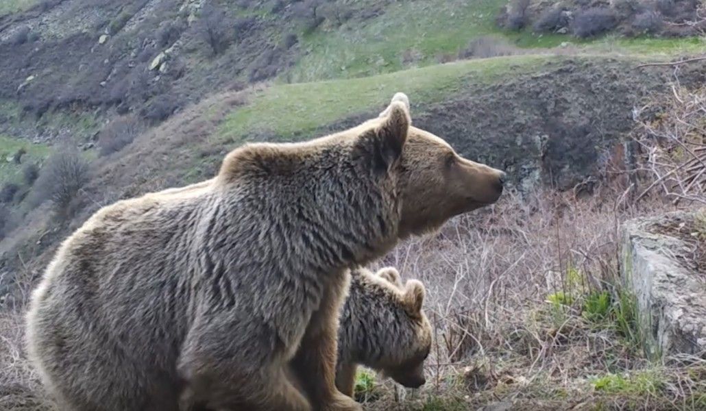 bears
