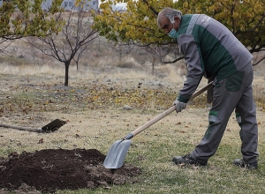 В Ереване начались работы по весенней обрезке