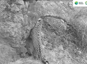 Նեո ընձառյուծի հետ մի քանի վայրկյան