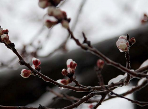 Ծիրանը ցրտահարվել է