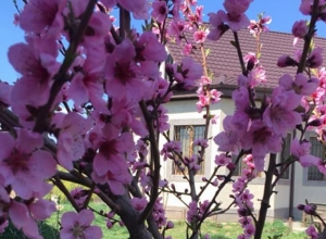 В Араратской долине зацвели персиковые деревья