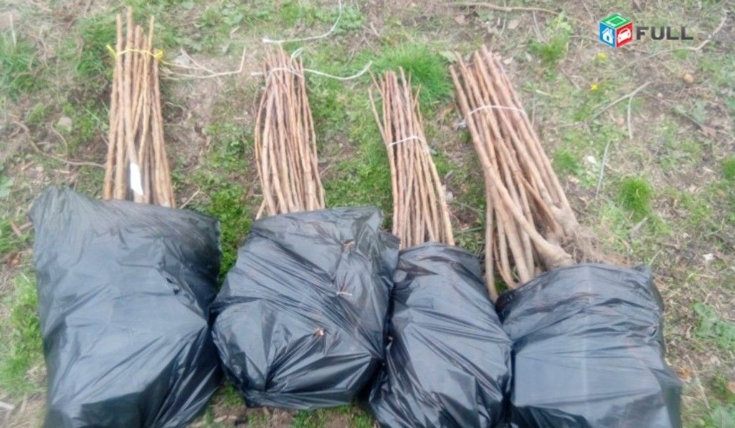 2e56044370da069ec3cbb9cb41443ea4