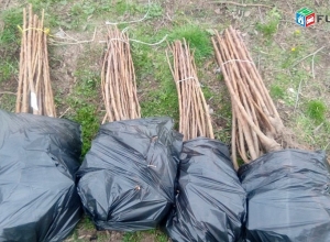 Արցախում կհիմնվի անտառային տնկարանային տնտեսություն,  «Արցախանտառ»-ին կնվիրաբերվի 100.000 տնկի