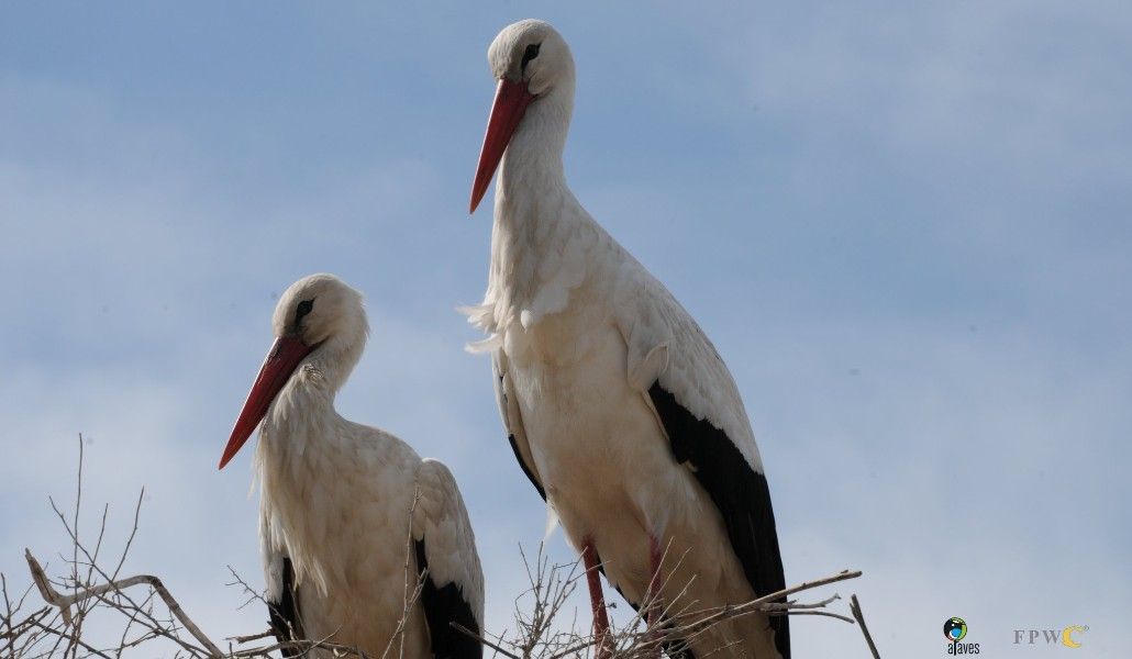 white stork