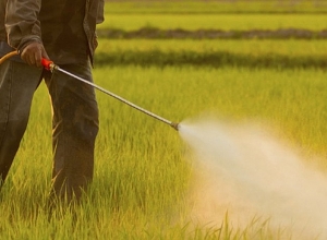 Как избежать отравления ядохимикатами