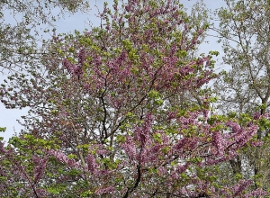 Прогноз погоды на ближайшие 5 дней