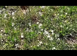 Крупный град в Котайкской области