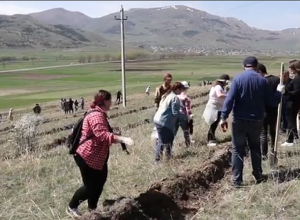 Սպիտակի անտառպետության 10 հա տարածքում տնկվեց 30.000 ծառ