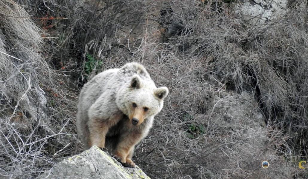 bears_1