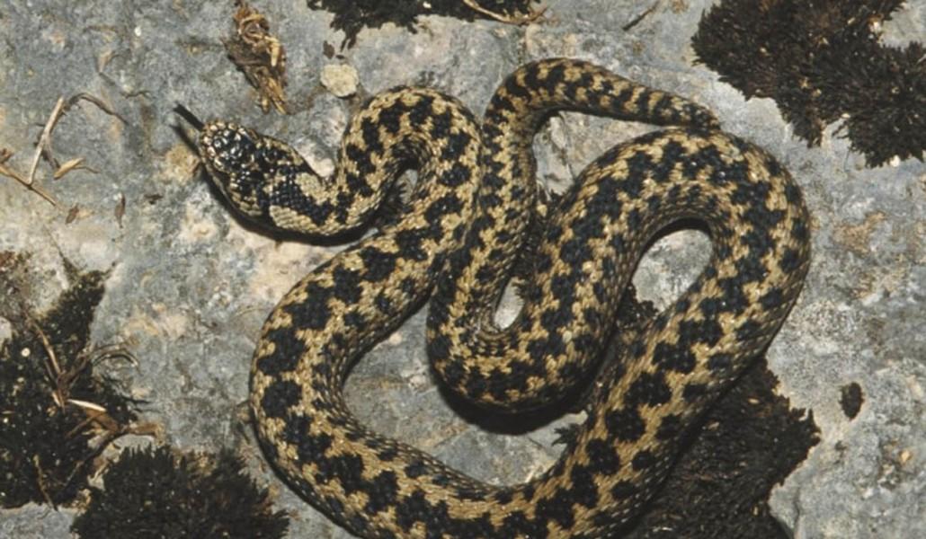 Adult-male-Vipera-darevskii-VEDMERDEJA-ORLOV-TUNIYEV-1986-from-Zekeriya-Turkey-MNHN-1