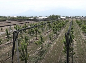 Ինտենսիվ այգիներում բերքատվությունն աճում է մինչև 6 անգամ