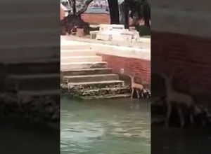 Հաճելի հյուրի անսպասելի այցը Սբ. Ղազար կղզի․ Վենետիկում ՀՀ հյուպատոսության տեսանյութը