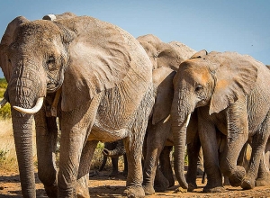 Փղերի մոտ COVID-19 է ախտորոշվել