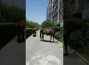 Ո՞ւմ հետեւից են ձիերը եկել