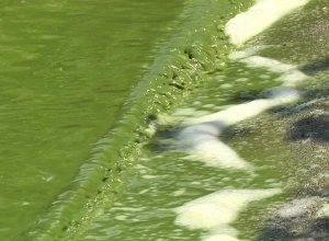 «Հիդրոօդերևութաբանության և մոնիթորինգի կենտրոն» ՊՈԱԿ-ի փոխտնօրենի Գայանե Շահնազարյանի ասուլիսը