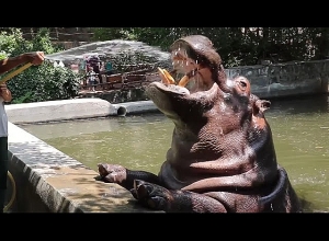 Ինչպես են անցկացնում Վարդավառը Բունկան, Թայֆունը, Լիլին, Մաշան և մյուսները