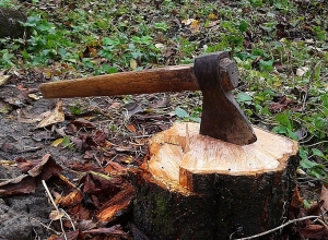 Լոռու մարզում անտառապետի և անտառապահի առերևույթ անփութության պատճառով ապօրինի կերպով 2000-ից ավելի ծառ է հատվել․ նրանց մեղադրանք է ներկայացվել