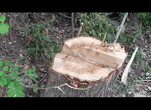 10 կանգուն ծառ էր հատել․ Գուգարքի ոստիկանների բացահայտումը