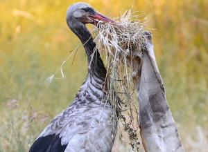 Շարունակվում են արագիլների աղտոտման աղբյուրների բացահայտման աշխատանքերը