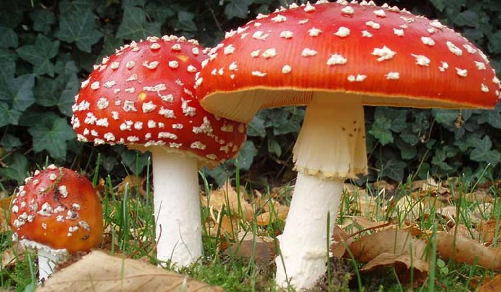mushrooms