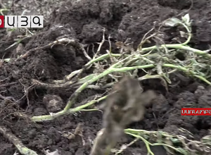 Շիրակի մարզի մի շարք բնակավայրերում կարկուտը ուժեղ վնասներ է հասցրել