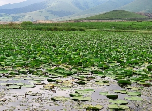 Ջրաշուշանների լճի մոտ վաճառում են կարմիր գրքում գրանցված ծաղիկը․ ՇՄՆ