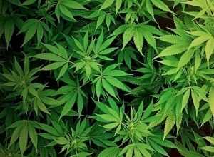 Обнаружены боеприпасы и конопля