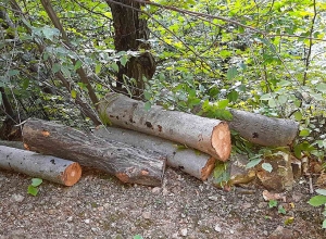 Ապօրինի հատված 39 ծառ է հայտնաբերվել