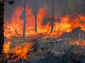 «Խոսրովի անտառ» պետական արգելոցի տարածքում բռնկված հրդեհը մեկուսացվել է․ սահմանվել է հերթապահություն