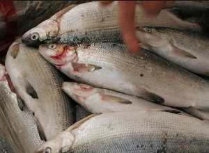 Սիգի ապօրինի որս և վաճառք. ոստիկանների գործողությունները շարունակվում են