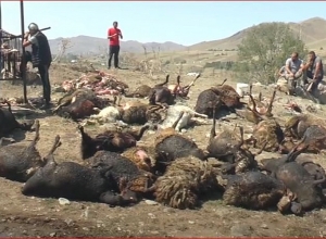 Հրդեհի հետևանքով մոտ 250 ոչխար է ծխահարվել