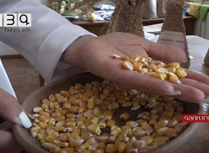 Տեղական արտադրության «Արարատ» անունով եգիպտացորենի սերմատեսակը շուտով կհայտնվի շուկայում