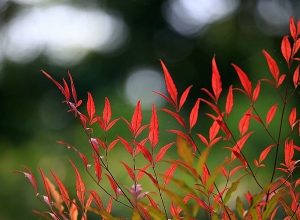 Ինչպիսի՞ եղանակ է սպասվում հանրապետությունում