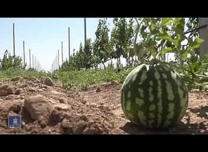 Սուբսիդավորումից օգտվելու հնարավորություն են ստացել նաև ինտենսիվ այգուն կից ջրավազան կառուցողները